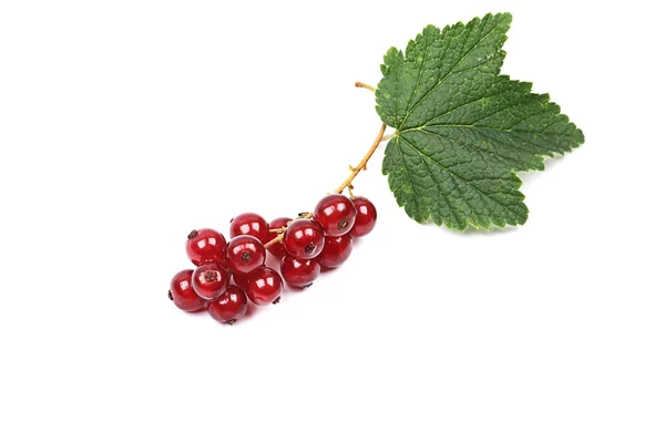 Groseille rouge mûre avec feuilles isolées sur fond blanc — Photo