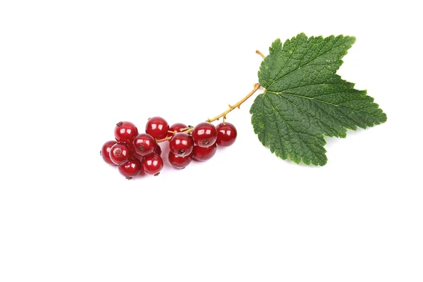 Groseille rouge mûre avec feuilles isolées sur fond blanc — Photo