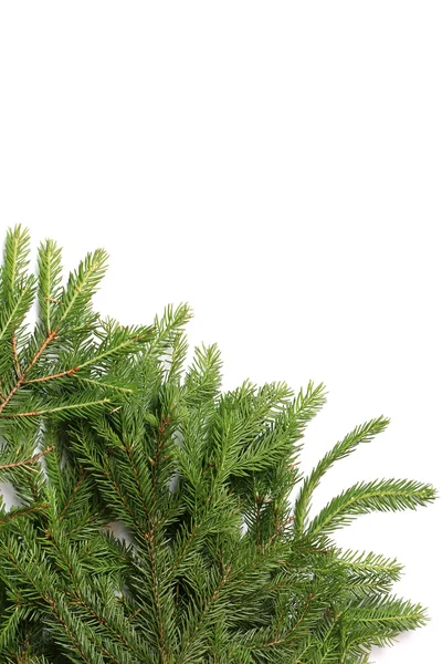 Fir tree branches isolated on white background christmas backgro — Stock Photo, Image