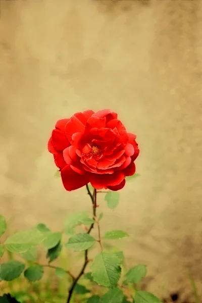 Róż w ogrodzie letnim — Zdjęcie stockowe