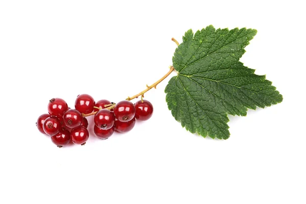Mogna röda vinbär med blad isolerad på en vit bakgrund — Stockfoto