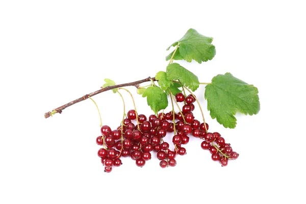 Zweig reifer roter Johannisbeeren isoliert auf weißem Hintergrund — Stockfoto