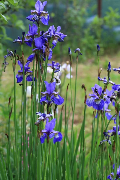 Iris flower in the garden summer day — Stock Photo, Image