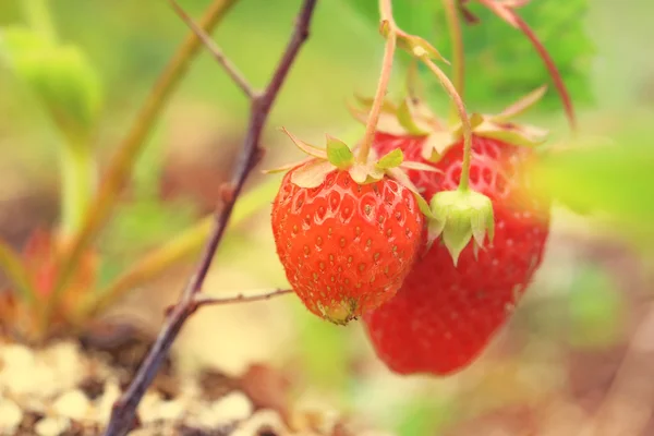 Rijpe aardbeien groeien in de tuin zonnige zomerdag — Stockfoto