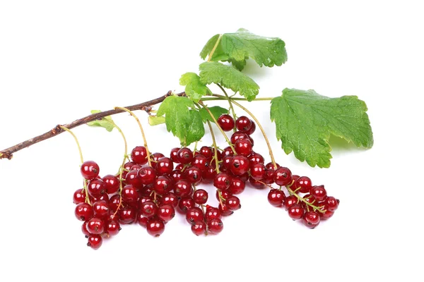 Zweig reifer roter Johannisbeeren isoliert auf weißem Hintergrund — Stockfoto