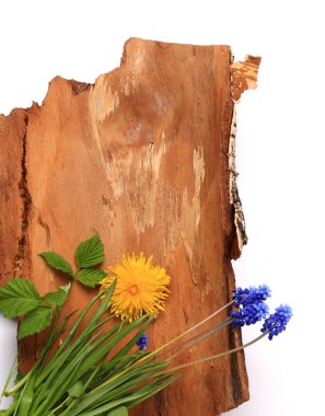 metin için yer ile doğal kaynak kolaj bileşimi beyaz arka plan üzerinde izole bir ağaç kabuğu üzerinde çiçekler