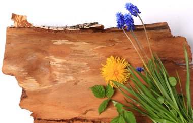 metin için yer ile doğal kaynak kolaj bileşimi beyaz arka plan üzerinde izole bir ağaç kabuğu üzerinde çiçekler