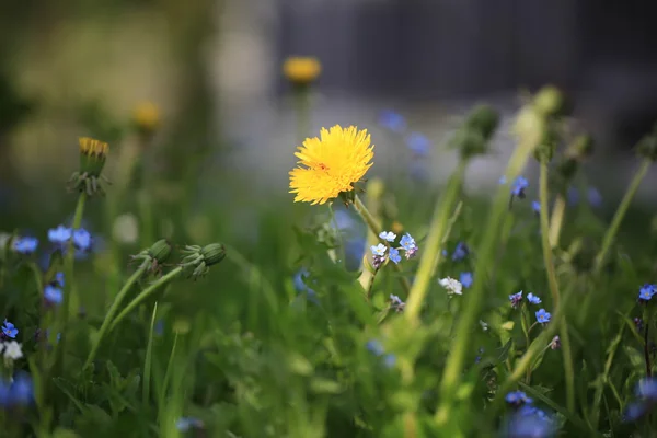 Niewyraźne tło kwiatowy łąka letni dzień — Zdjęcie stockowe