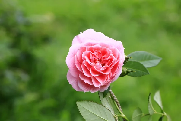 Розовый чай розы в саду — стоковое фото
