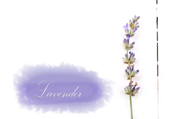 Lavendel branch op een witte houten achtergrond bovenaanzicht vlakke stijl overhead — Stockfoto