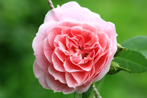 Ροζ τσάι Τριαντάφυλλο στον κήπο — Φωτογραφία Αρχείου