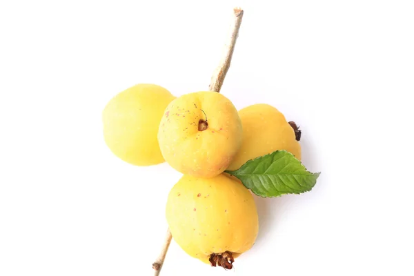 Japon ayvası beyaz arkaplanda izole edildi