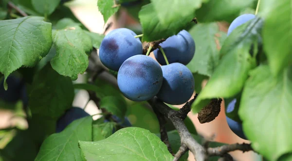 Plums on the tree shallow depth of field Summer village — Stock Photo, Image