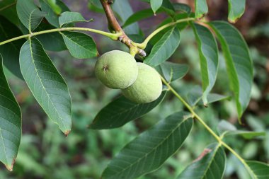 ceviz ağacı sığ derinliği alan yaz Köyü