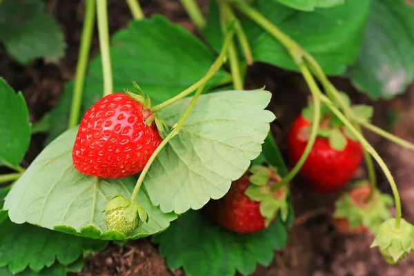 Fraises mûres sur un buisson dans le jardin — Photo