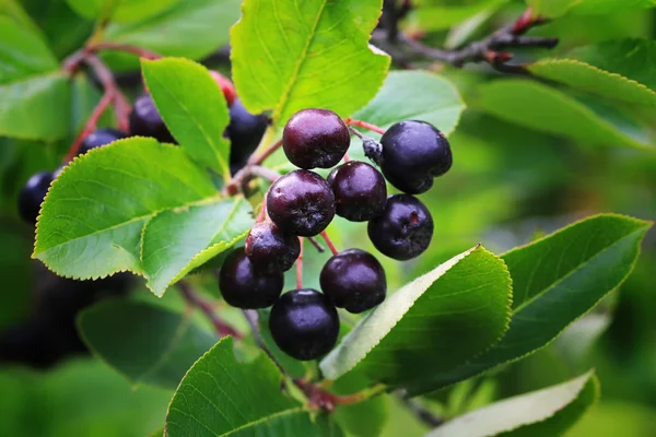 Black chokeberry in the garden — Stock Photo, Image