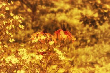 Sonbahar çiçek arka plan bulanık çayır