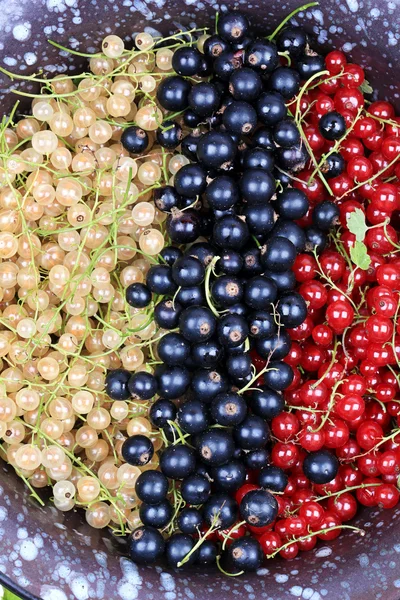 Свежие ягоды три типа смородины вид сверху плоский стиль над головой — стоковое фото