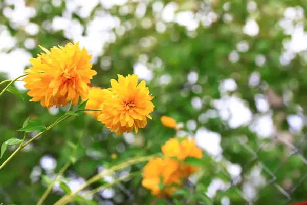 Onscherpe herfst florale achtergrond weide — Stockfoto