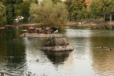 Sonbahar kenti göletindeki yaban ördekleri arasında bir kayanın üzerinde Albatros.