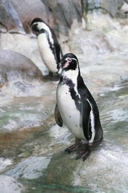 Penguen bir kayanın üzerinde duruyor