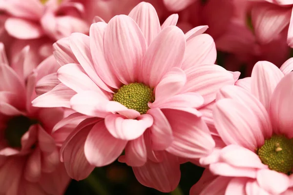 Roz Pastel Crizanteme Flori Fundal Focalizare Moale — Fotografie, imagine de stoc