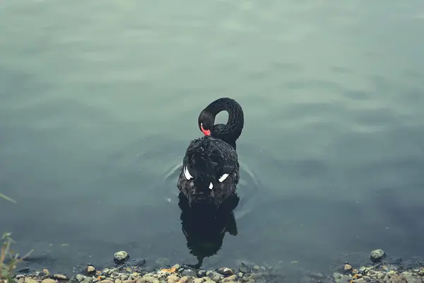 Cisne Negro Nadando Estanque —  Fotos de Stock