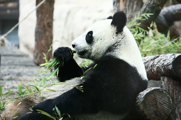 Urso Panda Come Ramos Verdes — Fotografia de Stock