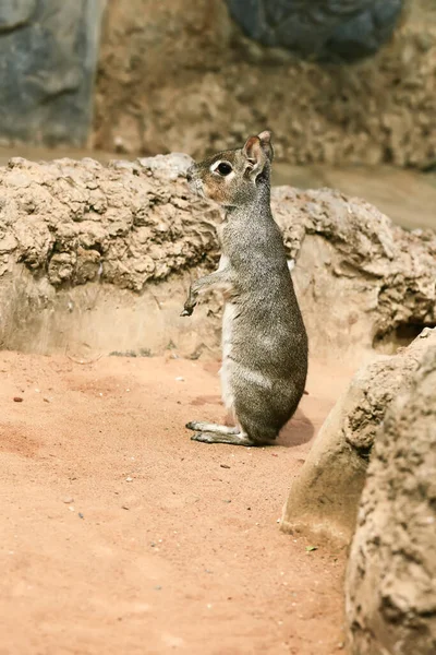 Meerkat Standing Its Hind Legs — Stock Photo, Image