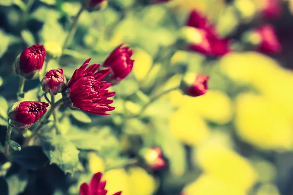 Oscuro Sombrío Fondo Floral Borroso Crisantemos Borgoña — Foto de Stock