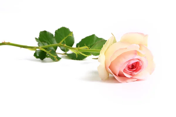 Zarte Creme Rose Auf Weißem Hintergrund — Stockfoto