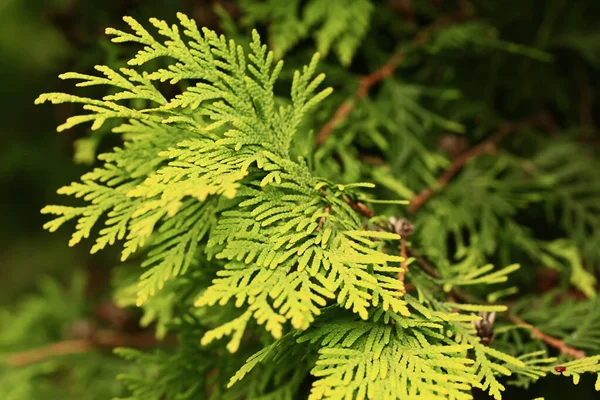 Blurred Natural Background Green Fir — Stock Photo, Image