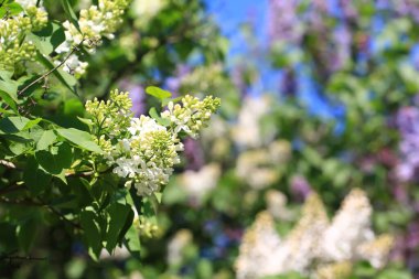 Parkta çiçek açan leylak. Çoğunlukla seçici odaklanma. Bahar doğal arka plan