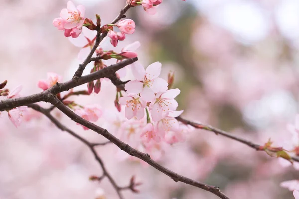 桜の枝 春の自然 — ストック写真