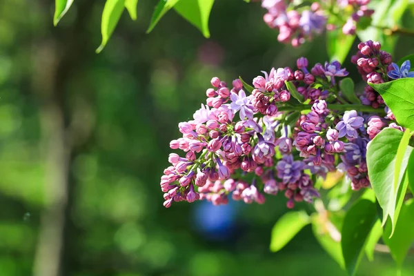 Blooming Lilac Park Soft Selective Focus Spring Natural Background — Stock Photo, Image