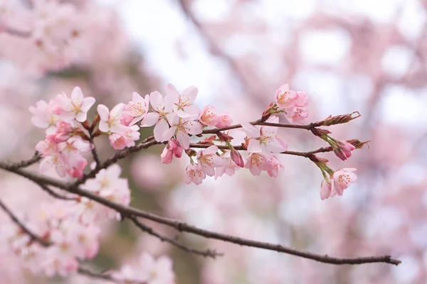 Branches Fleurs Cerisier Printemps Fond Naturel — Photo