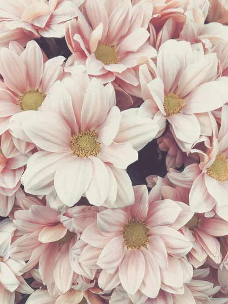 Roz Pastel Crizanteme Flori Fundal Focalizare Moale — Fotografie, imagine de stoc