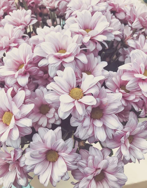 Rosa Pastell Chrysanthemen Hintergrund Mit Weichem Fokus — Stockfoto