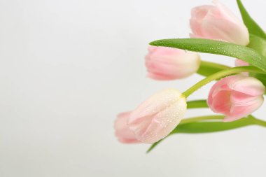 Açık arkaplanda pembe laleler..