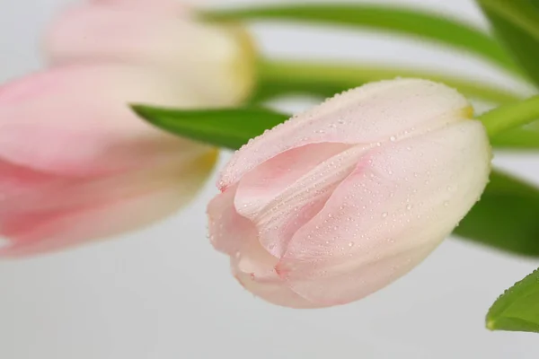 Букет Тонких Розовых Тюльпанов Светлом Фоне — стоковое фото