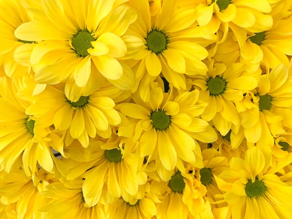 Giallo Pastello Crisantemo Fiore Sfondo Con Soft Focus — Foto Stock