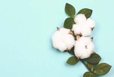 Doğal yaratıcı pastel kavramı. Yumuşak mavi arka planda pamuk çiçekleri