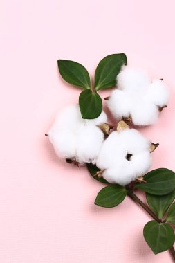 Doğal yaratıcı pastel kavramı. Hassas pembe arka planda pamuk çiçekleri