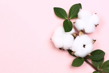 Doğal yaratıcı pastel kavramı. Hassas pembe arka planda pamuk çiçekleri