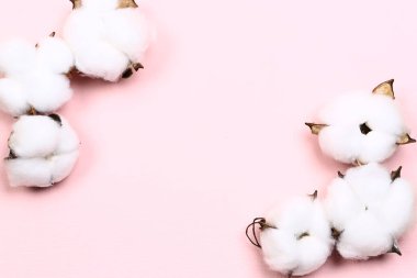 Doğal yaratıcı pastel kavramı. Hassas pembe arka planda pamuk çiçekleri