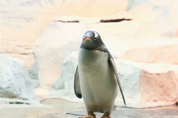 Пінгвін Стоїть Скелі — стокове фото