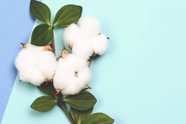 Doğal yaratıcı pastel kavramı. Yumuşak mavi arka planda pamuk çiçekleri