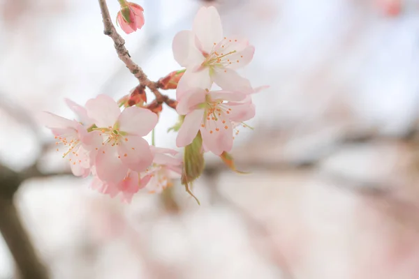 柔软的春天背景 樱桃树枝条枯萎 复制空间 — 图库照片