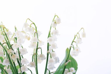 Beyaz arka planda vadi zambakları