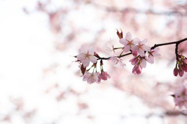 Yumuşak bahar arkaplanı, bulanık. Kirazlı sakura dalları. Boşluğu kopyala.